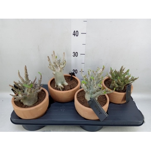 Adenium NB 'Ansu Baobab'