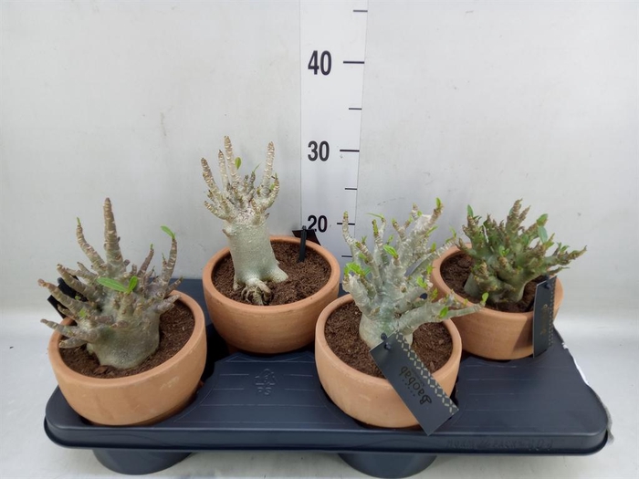 <h4>Adenium NB 'Ansu Baobab'</h4>
