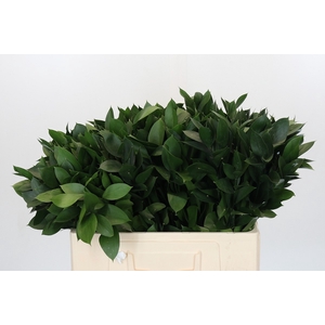 RUSCUS HYPOPHYLLUM