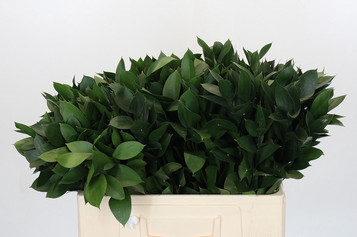 <h4>RUSCUS HYPOPHYLLUM</h4>