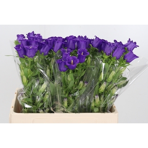 Campanula Cham Blue