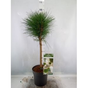 Pinus nigra