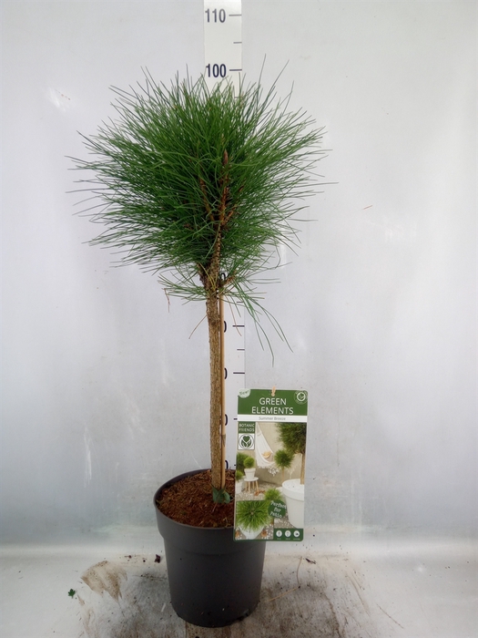 <h4>Pinus nigra</h4>