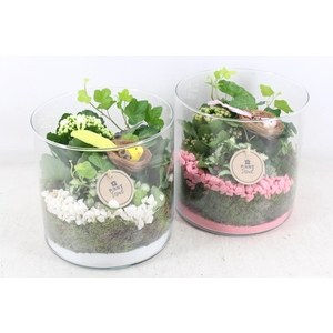 arr2 PL - Glas cilin. breed 285/5 - roze/wit