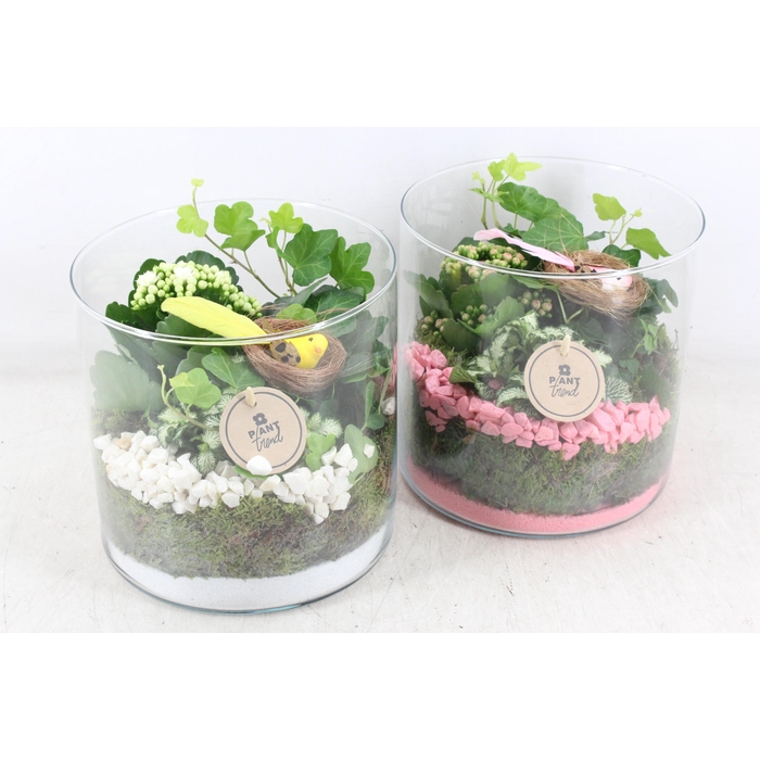 <h4>Arr2 Pl - Glas Cilin. Breed 285/5 - Roze/wit</h4>