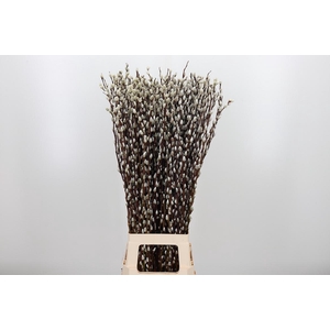 Salix Ca Snow Flake
