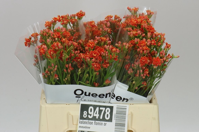 <h4>Kal Flamin Or Meadow</h4>