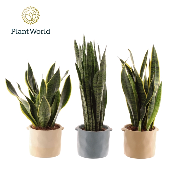 <h4>Sansevieria mix 14 cm in pot Charlotte</h4>