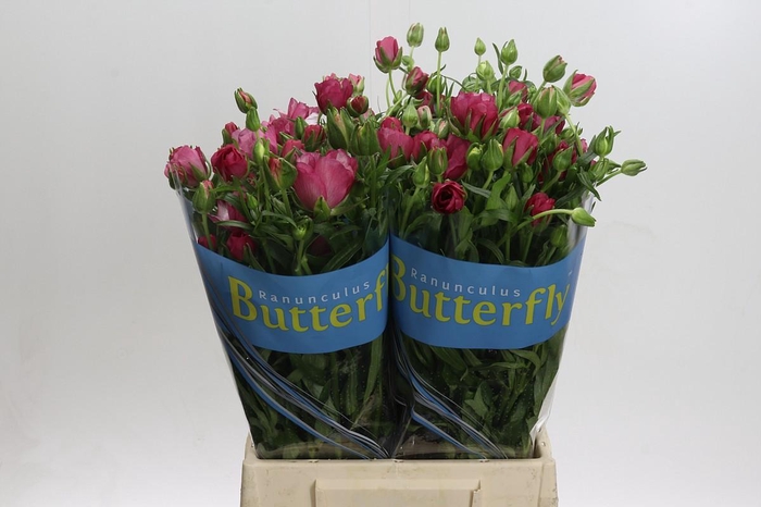 Ranunculus Butterfly Lycia