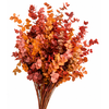 Euc. Cinerea Preserved Autumn