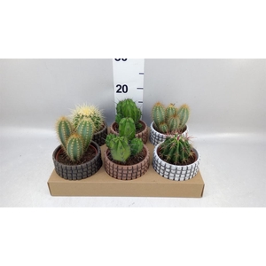 Succulents   ...