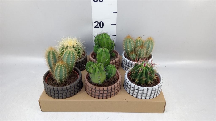 <h4>Succulents ...</h4>