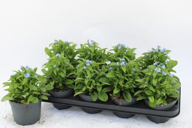 <h4>MYOS SY MON AMIE</h4>