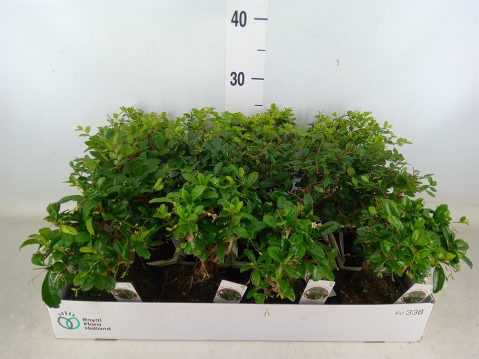 <h4>Bonsai   ...mix</h4>