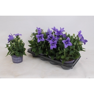 PLATYCO GR ASTRA BLU