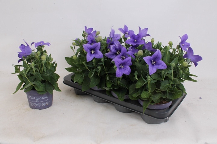 <h4>PLATYCO GR ASTRA BLU</h4>