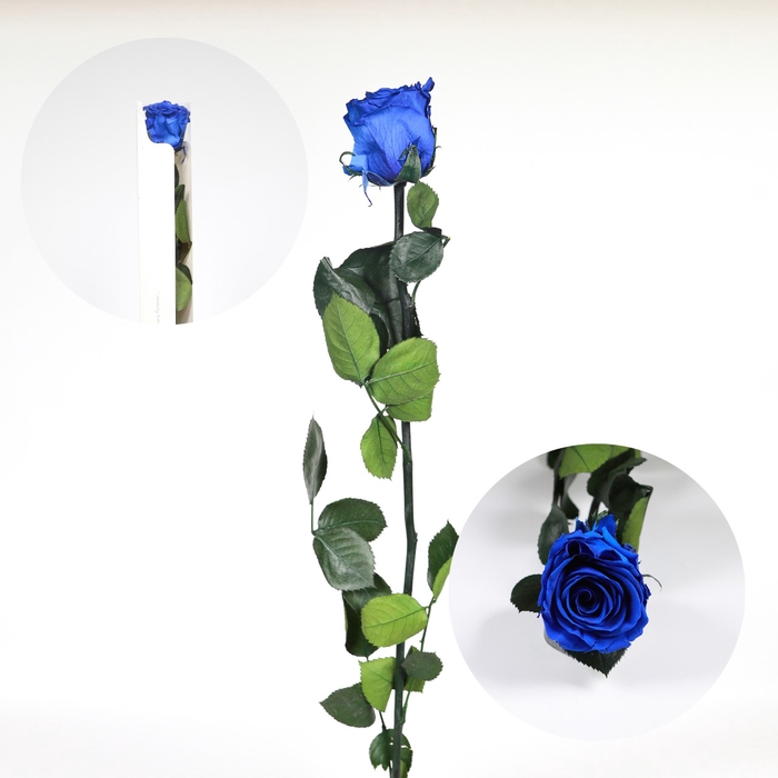 <h4>Roos op steel Standard 55cm D.blauw</h4>