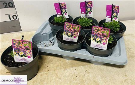 <h4>Aster Tiara Gemengd</h4>