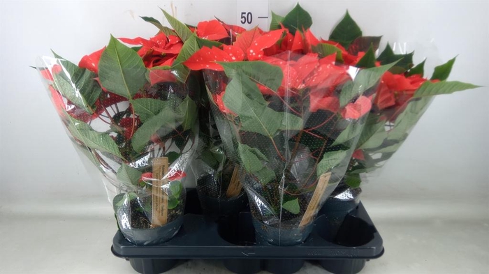 <h4>Euphorbia pulc. ...</h4>