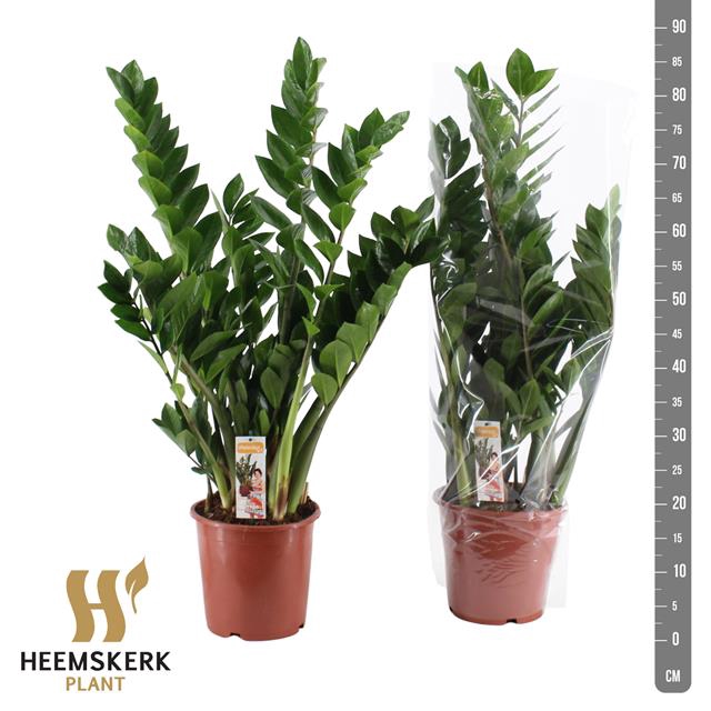 Zamioculcas zamifolia 21Ø 95cm 10st