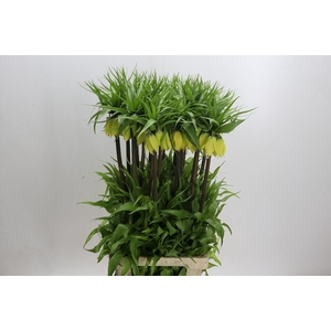 Fritillaria Imperialis Dynamic Beauty