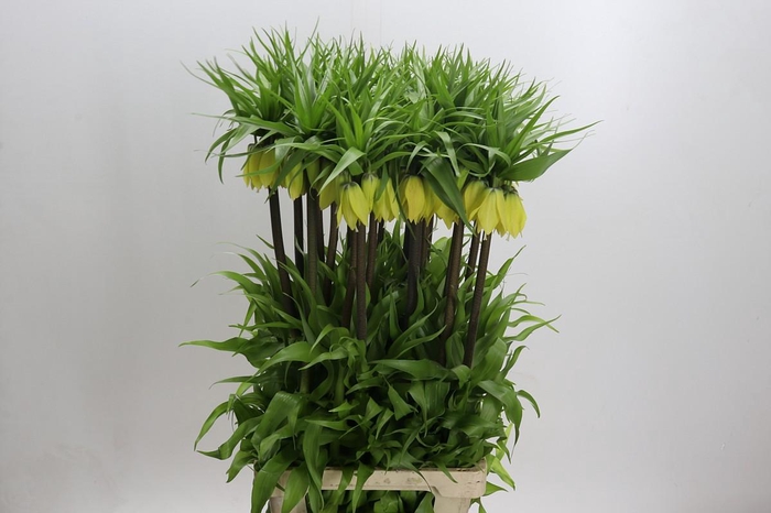 <h4>Fritillaria Imperialis Dynamic Beauty</h4>