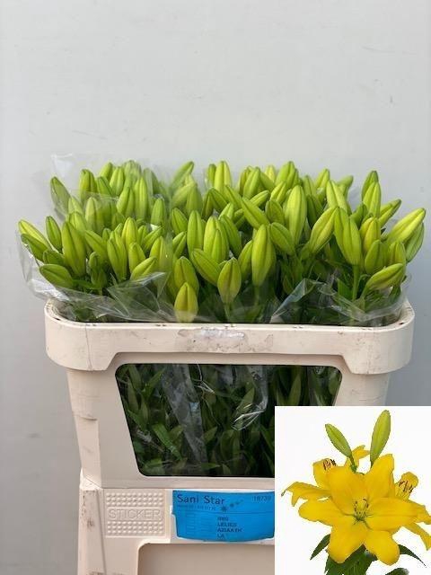 <h4>Li La Nashville   3 kop</h4>