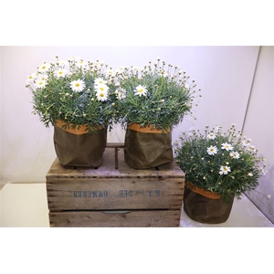 Arg Simba White In Kraft Tuinpot