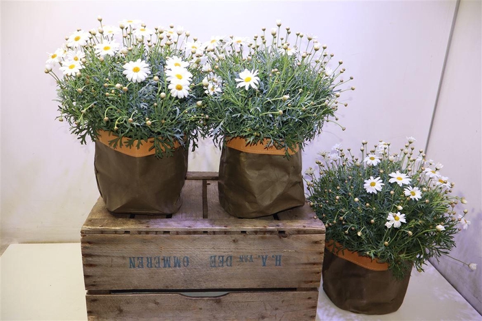 <h4>Arg Simba White In Kraft Tuinpot</h4>