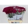 Dianthus St Ghemme