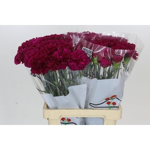 Dianthus St Ghemme
