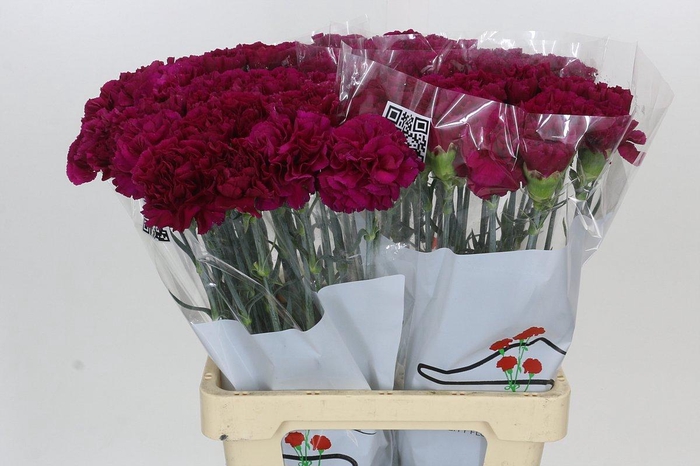 Dianthus St Ghemme