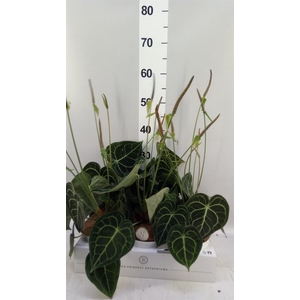 Anthurium clarinervium