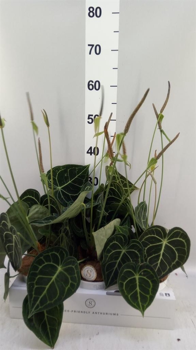 <h4>Anthurium clarinervium</h4>