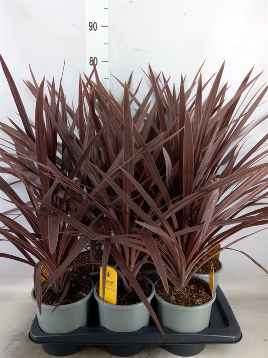 <h4>Cordyline austr. 'Red Star'</h4>