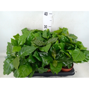Coffea arabica