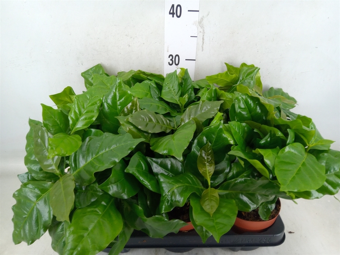 <h4>Coffea arabica</h4>