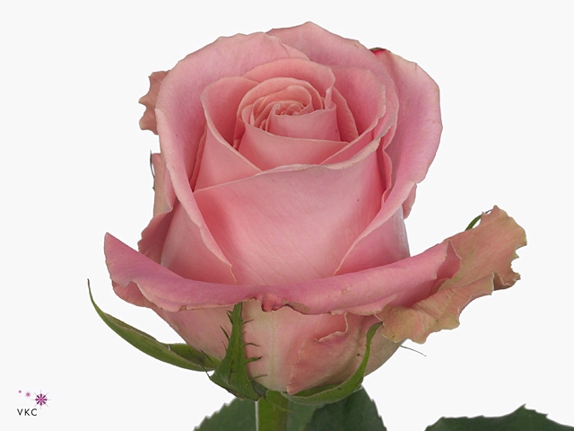 <h4>Rosa Gr Hermosa+</h4>