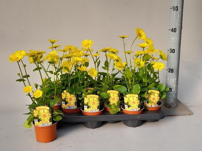 <h4>DORO OR LEONARD COMP</h4>