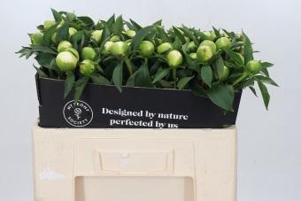 <h4>Paeonia Duchesse De Nemours</h4>