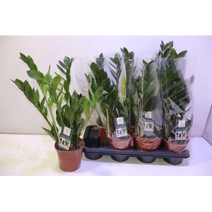 arr8 Zamioculcas Zamiifol