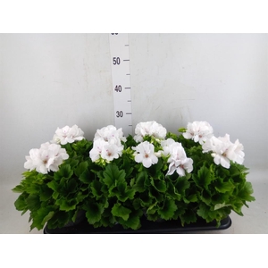 Pelargonium gran.   ..