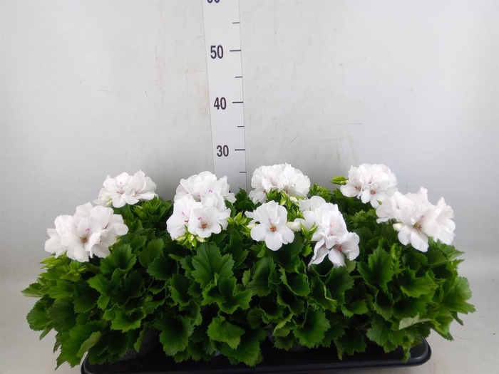 <h4>Pelargonium gran.   ..</h4>