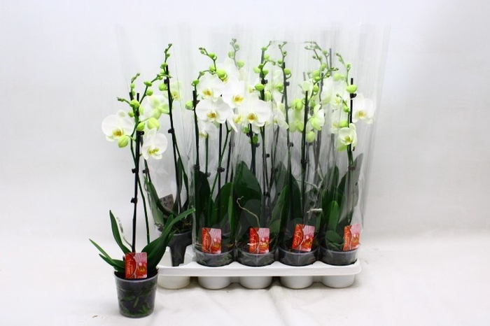 <h4>PHAL OV WIT</h4>