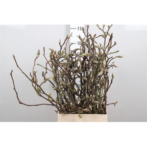 Magnolia Grandiflora