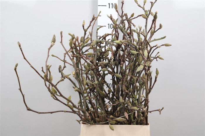 <h4>Magnolia Grandiflora</h4>