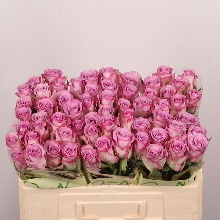 <h4>R GR THRILLER</h4>