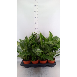 Spathiphyllum  'Diamond'