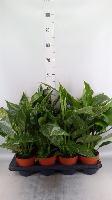 <h4>Spathiphyllum 'Diamond'</h4>