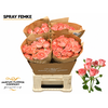 Rosa Spray Femke